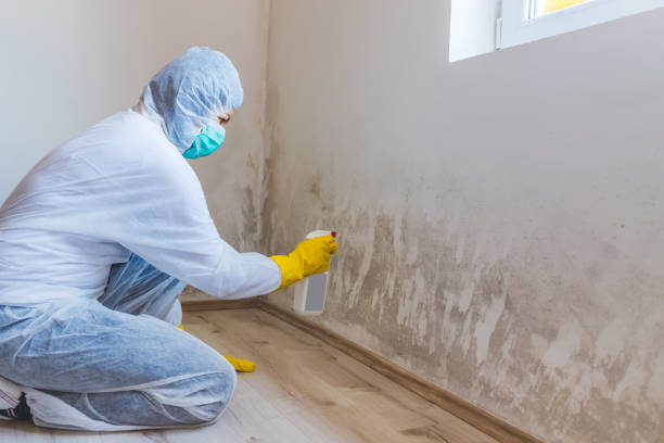 Black mold inspection in Nicktown