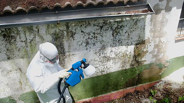 Mold Removal service in Nicktown